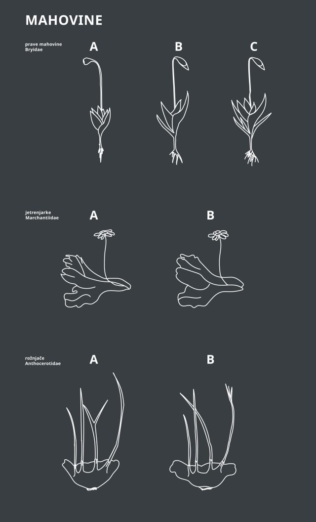 Biljno-carstvo-mahovine