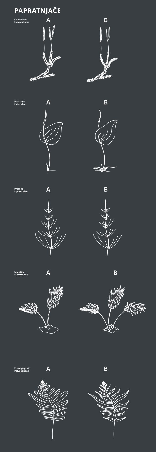 Biljno-carstvo-papratnjače