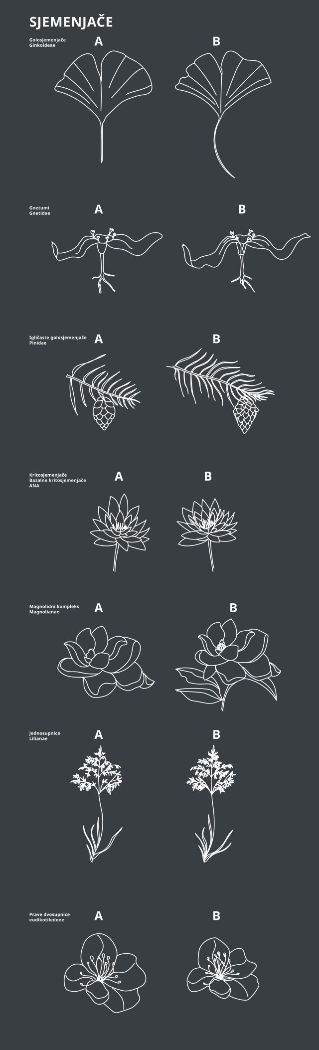 Biljno-carstvo-sjemenjače